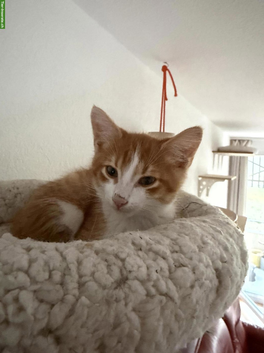 Bild 4: Süsse Sibirische Waldkatzen Mix Kitten