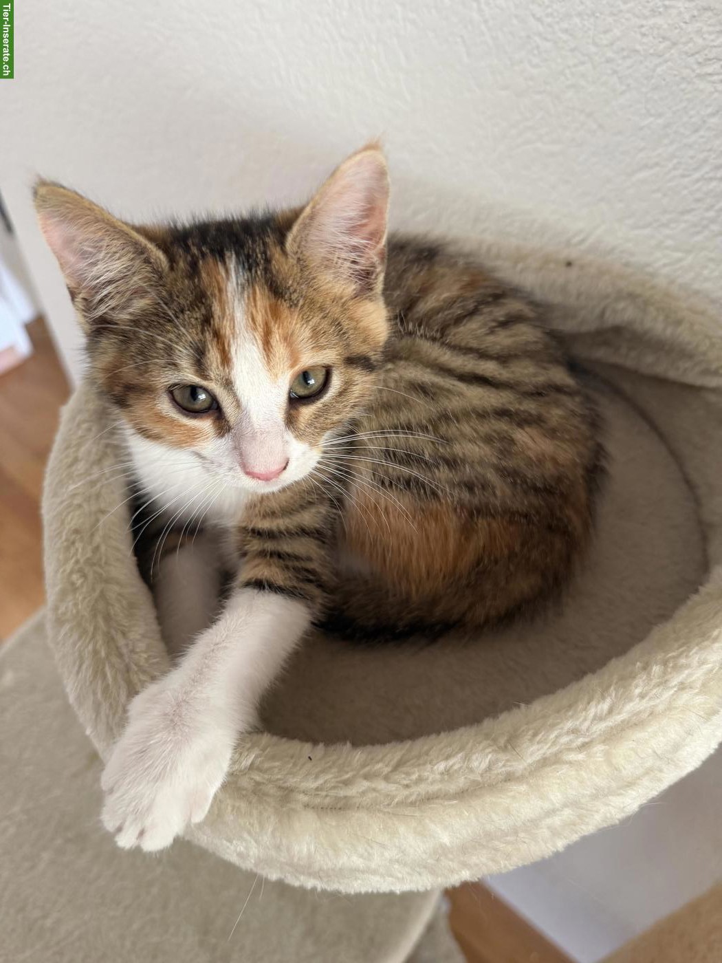 Bild 5: Süsse Sibirische Waldkatzen Mix Kitten