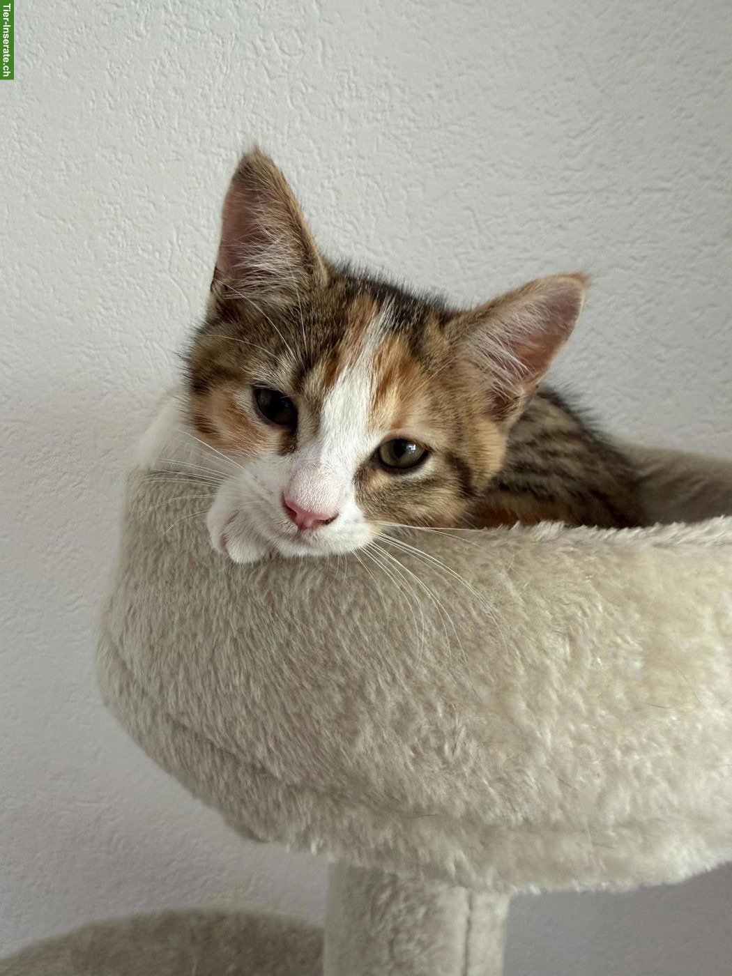 Bild 6: Süsse Sibirische Waldkatzen Mix Kitten