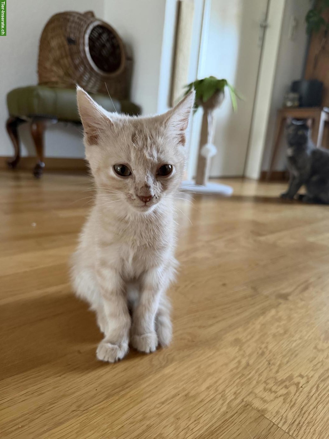 Bild 7: Süsse Sibirische Waldkatzen Mix Kitten