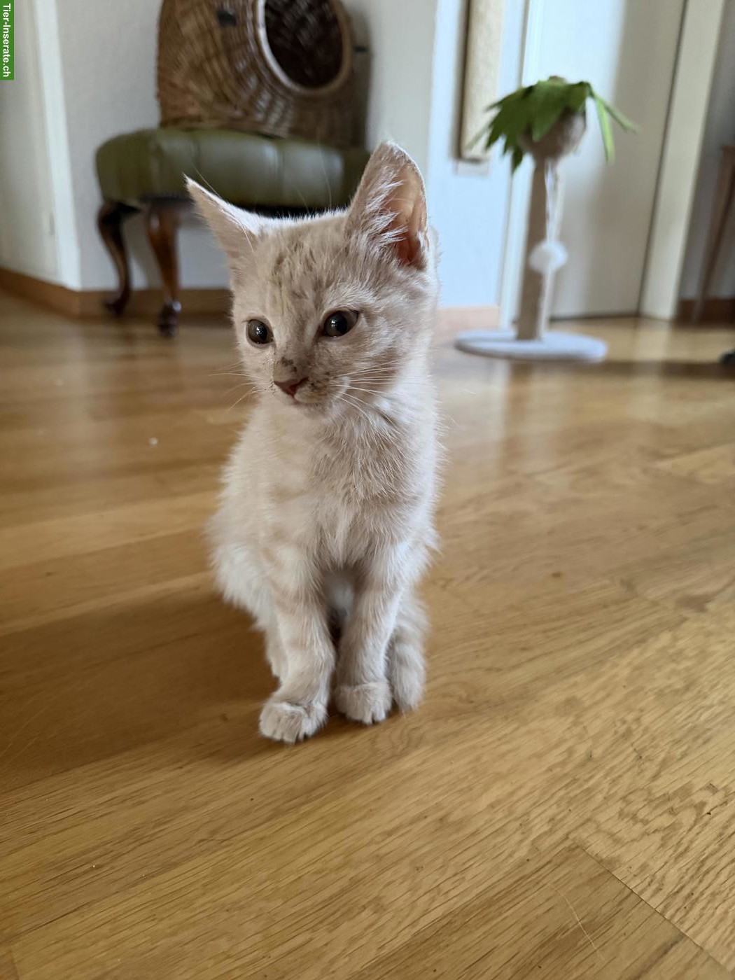 Bild 8: Süsse Sibirische Waldkatzen Mix Kitten