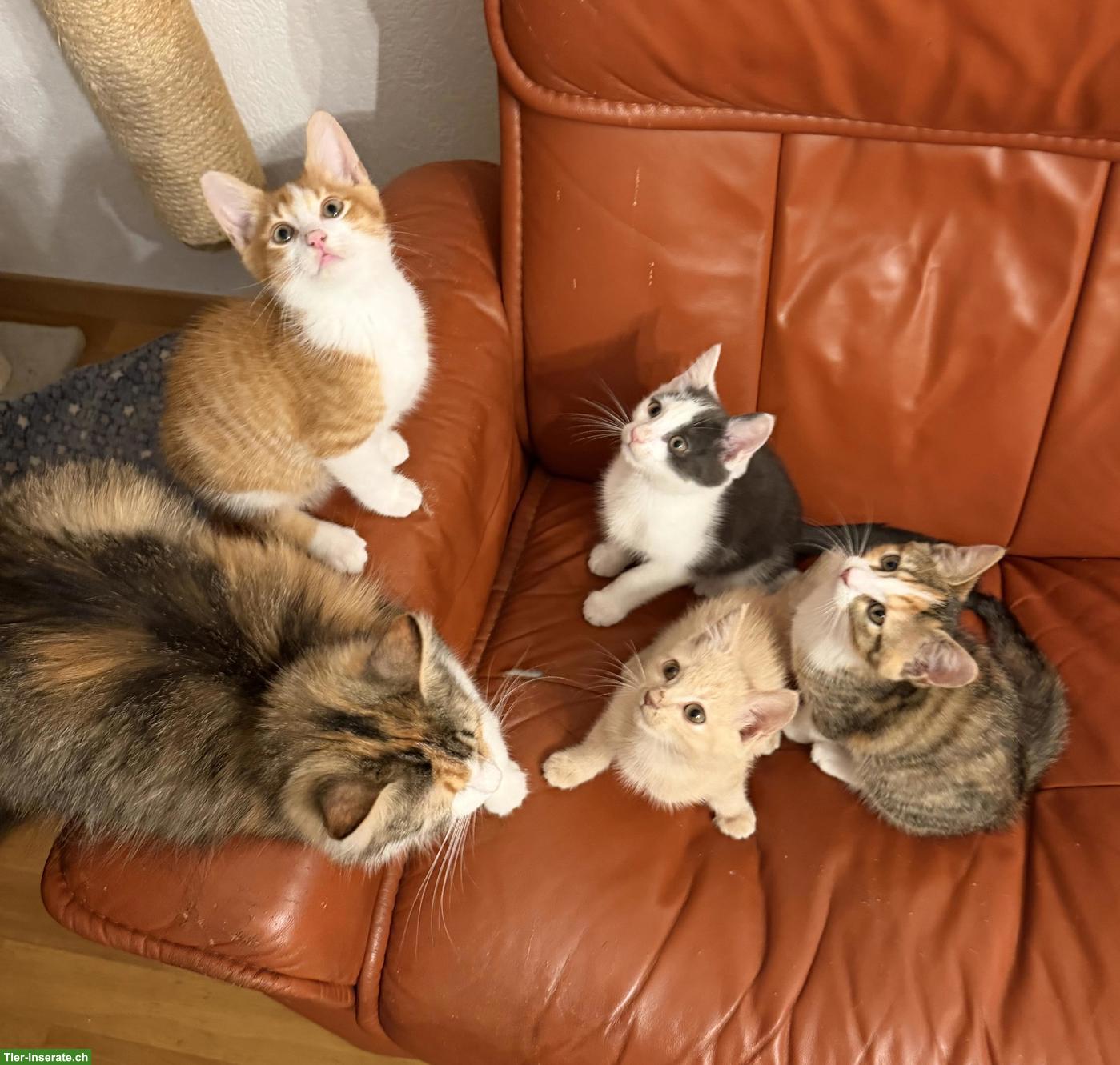Bild 9: Süsse Sibirische Waldkatzen Mix Kitten
