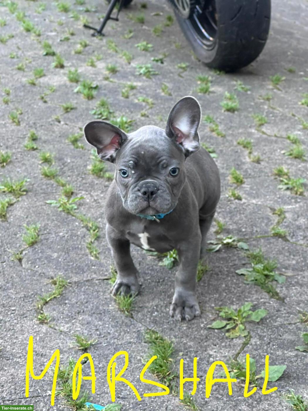 Französische Bulldoggen Welpen suchen liebes Zuhause 🐾