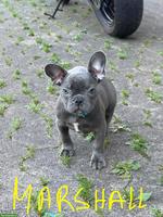 Französische Bulldoggen Welpen suchen liebes Zuhause 🐾