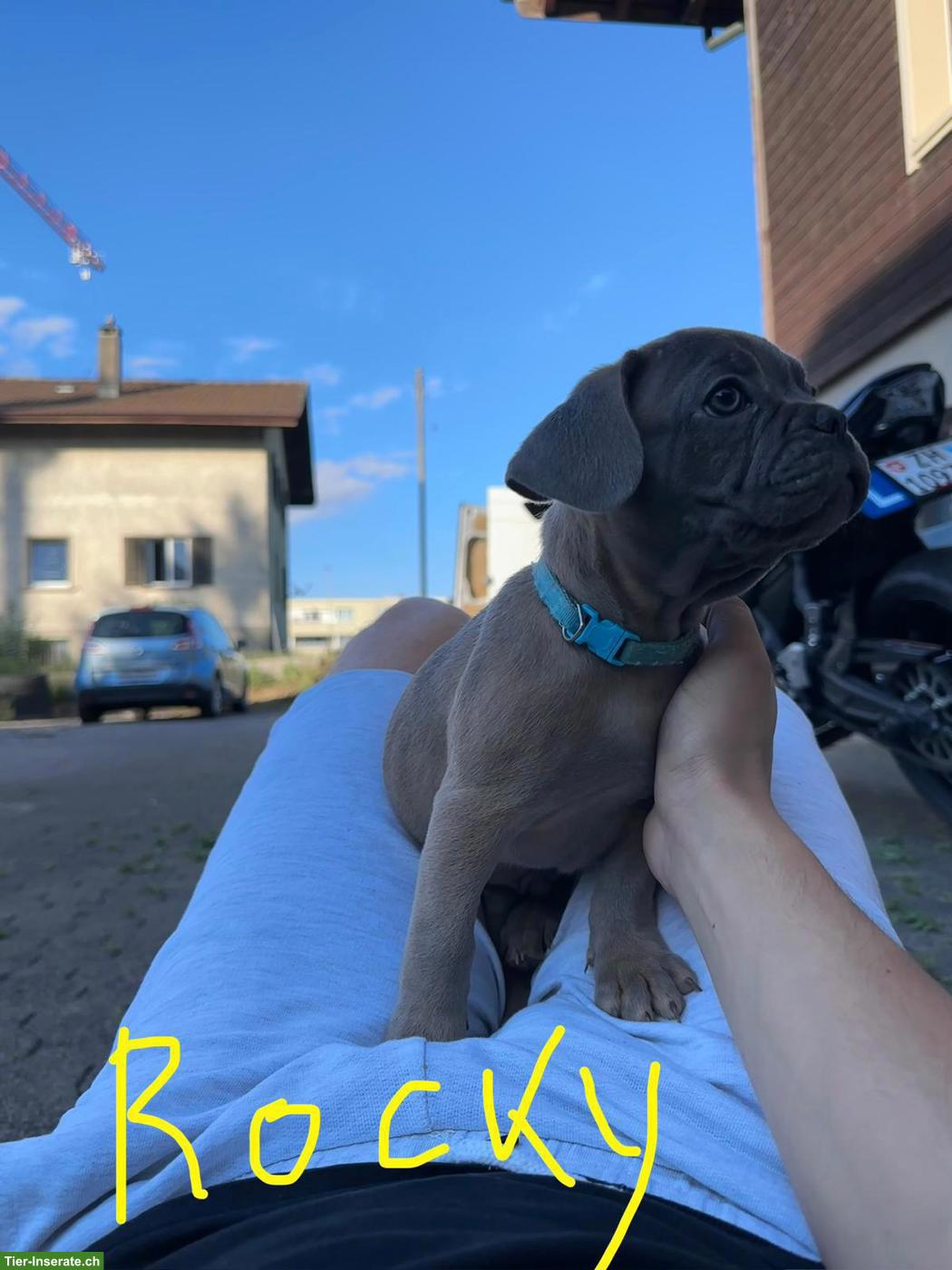 Bild 2: Französische Bulldoggen Welpen suchen liebes Zuhause 🐾