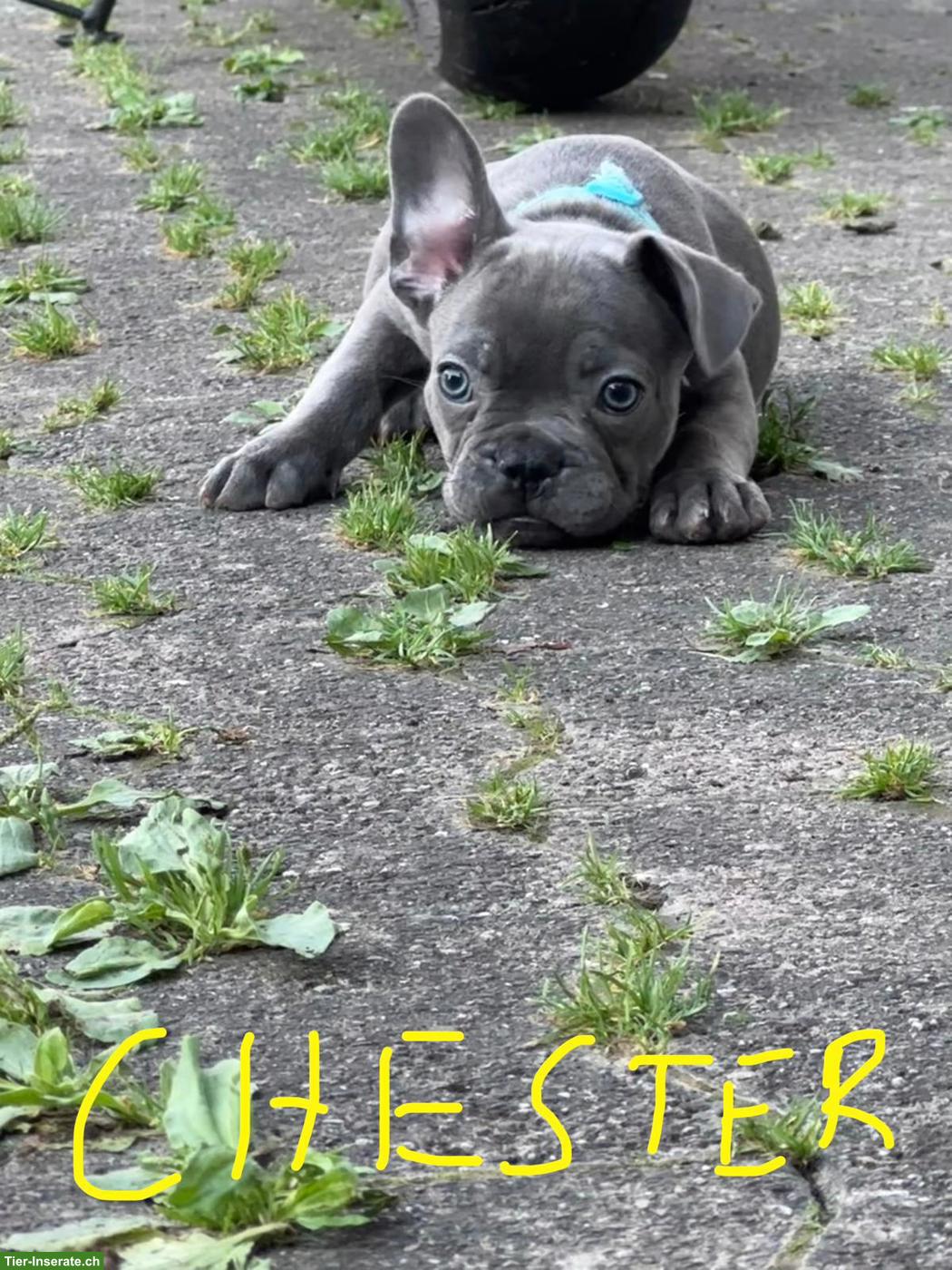 Bild 3: Französische Bulldoggen Welpen suchen liebes Zuhause 🐾