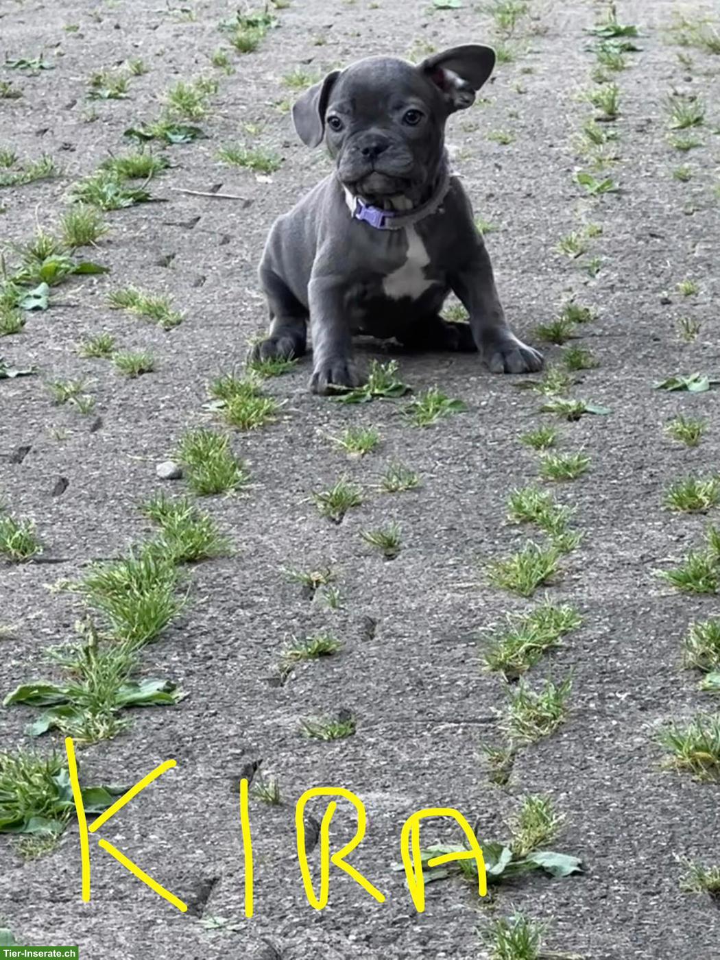 Bild 4: Französische Bulldoggen Welpen suchen liebes Zuhause 🐾