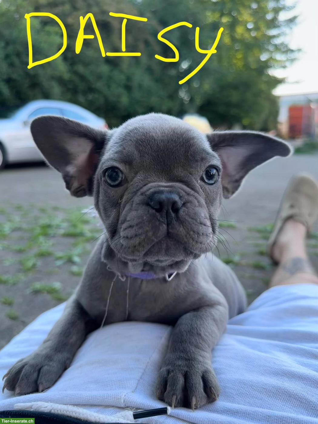 Bild 5: Französische Bulldoggen Welpen suchen liebes Zuhause 🐾