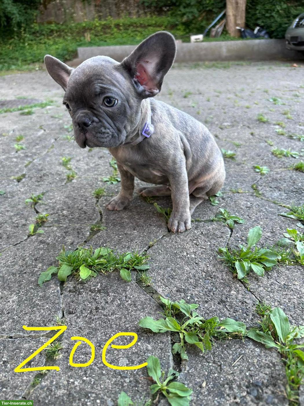 Bild 6: Französische Bulldoggen Welpen suchen liebes Zuhause 🐾