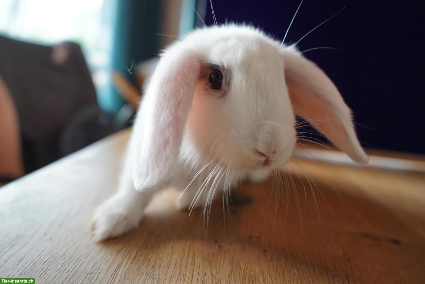 Bild 3: Junge Kaninchen suchen ein neues Zuhause