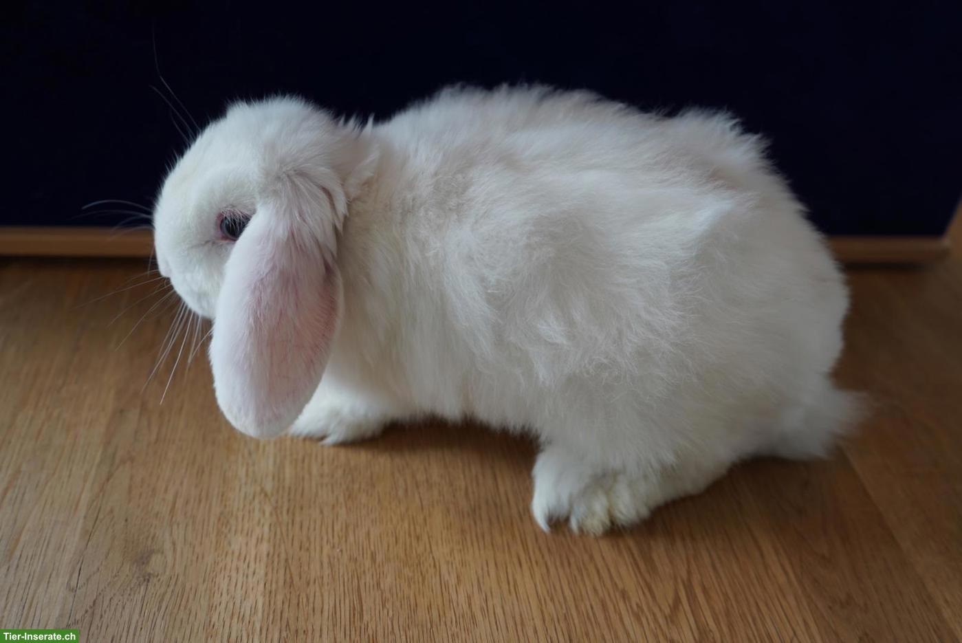 Bild 6: Junge Kaninchen suchen ein neues Zuhause