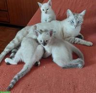 Bezaubernde Schneebengal-Kater suchen ihr neues Zuhause