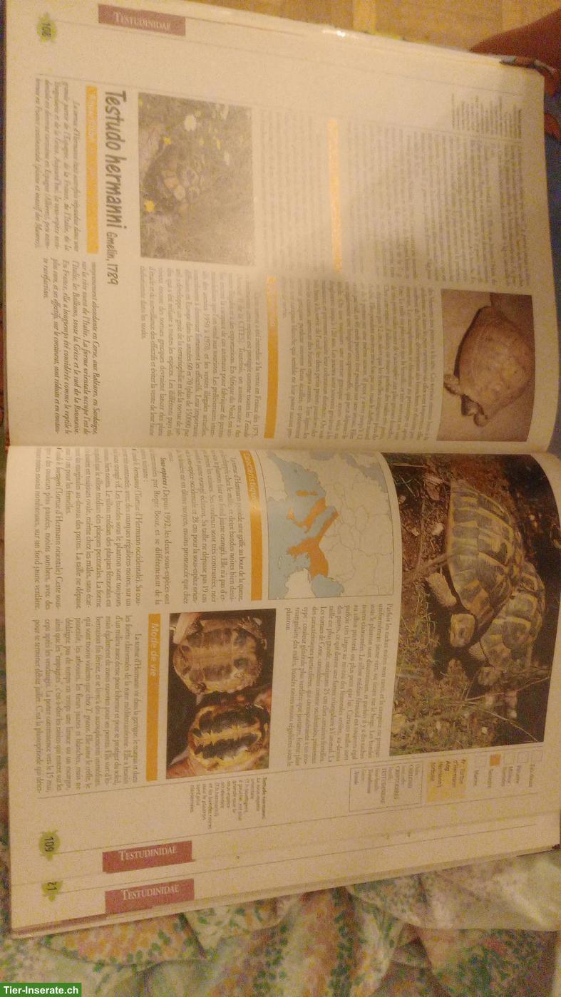 Bild 2: Suche Schildkröten, Griechenland