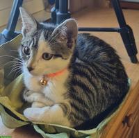 Europäische Hauskatze Chrissy sucht liebevolles Zuhause