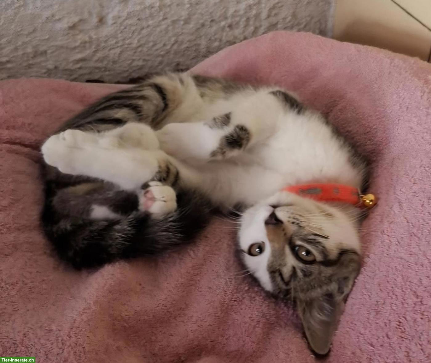 Bild 2: Europäische Hauskatze Chrissy sucht liebevolles Zuhause