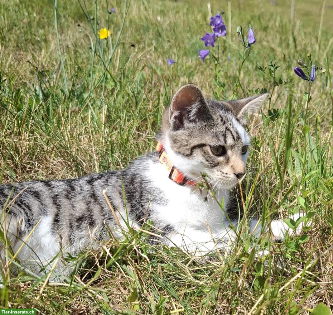 Bild 4: Europäische Hauskatze Chrissy sucht liebevolles Zuhause