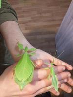 Wandelnde Blätter (Phyllium philippinicum) aus Hobbyzucht