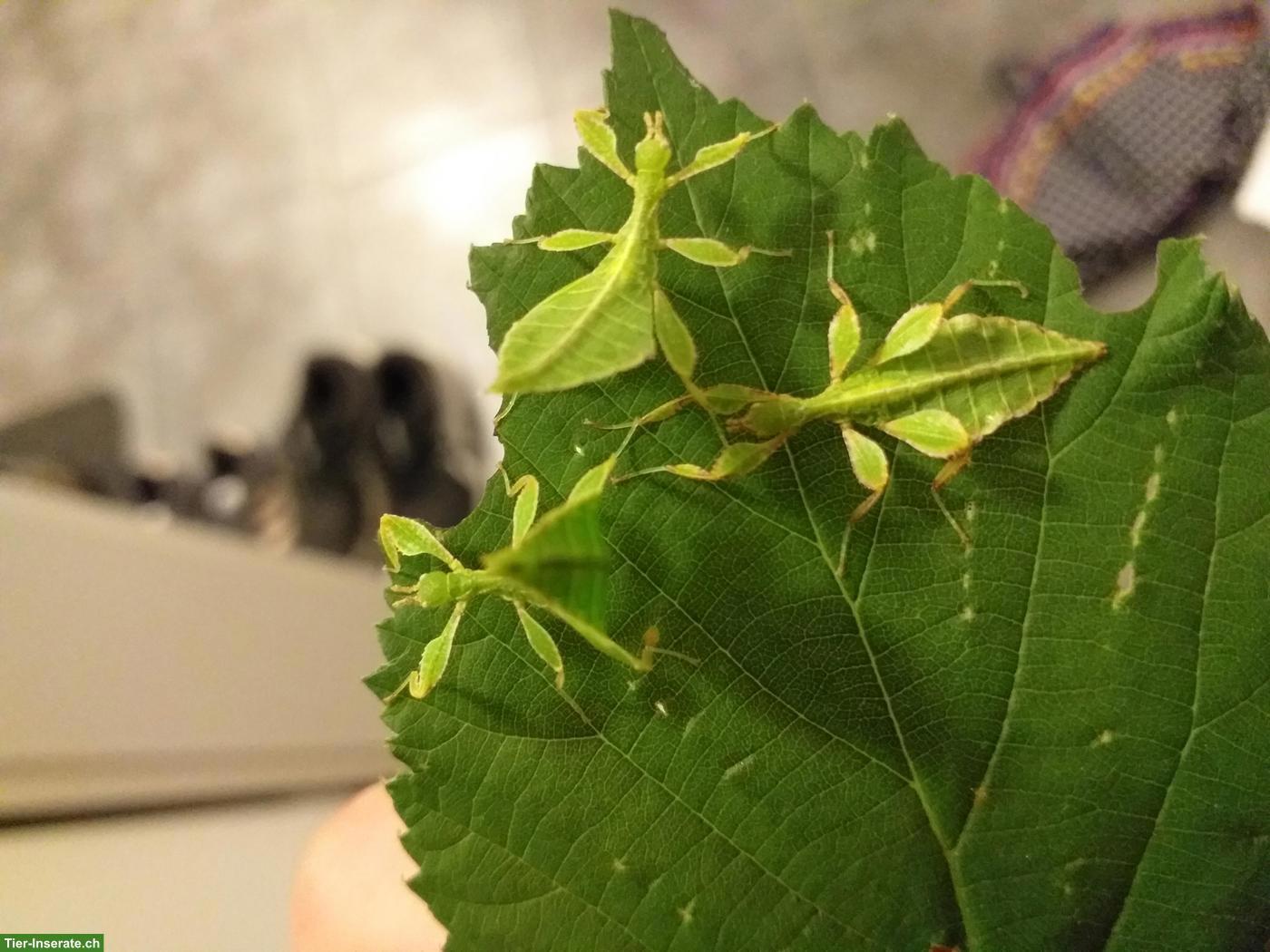 Bild 2: Wandelnde Blätter (Phyllium philippinicum) aus Hobbyzucht