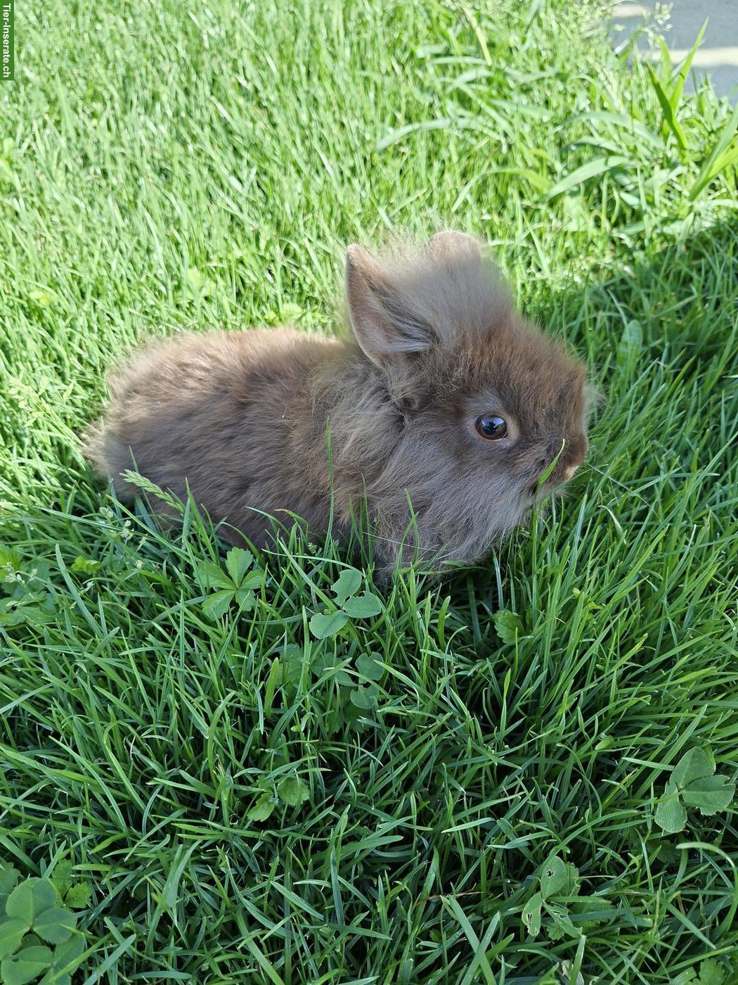 Bild 2: Löwenkopf Zwergkaninchen Männchen