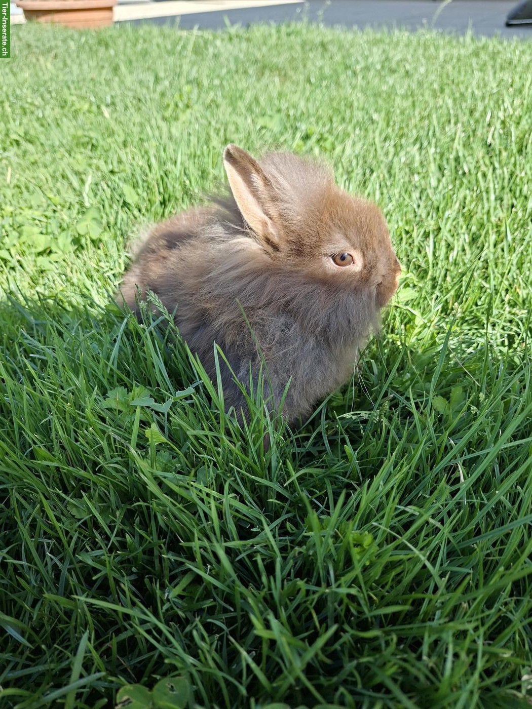 Bild 3: Löwenkopf Zwergkaninchen Männchen