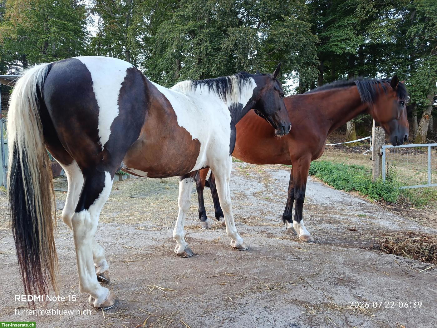 Reitbeteiligung auf 2 Pferde mit Wanderritten, Wisen SO
