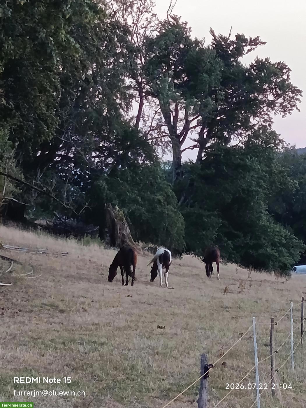 Bild 3: Reitbeteiligung auf 2 Pferde mit Wanderritten, Wisen SO