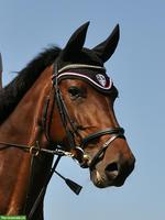 Holsteiner Allrounderin: Dressur-, Spring- & Freizeitpferd