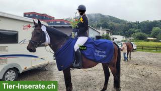 Bild 2: Holsteiner Allrounderin: Dressur-, Spring- & Freizeitpferd