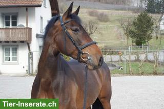 Bild 3: Holsteiner Allrounderin: Dressur-, Spring- & Freizeitpferd