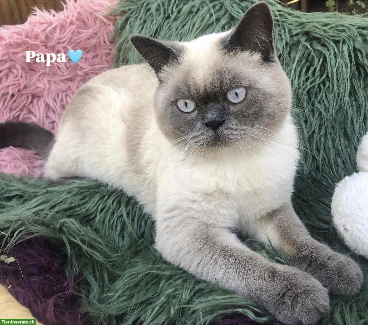 Bild 3: Britisch Kurzhaar Kitten | Wurfankündigung
