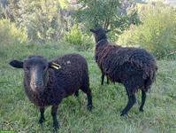Ouessant Aue mit Auen-Lamm zu verkaufen