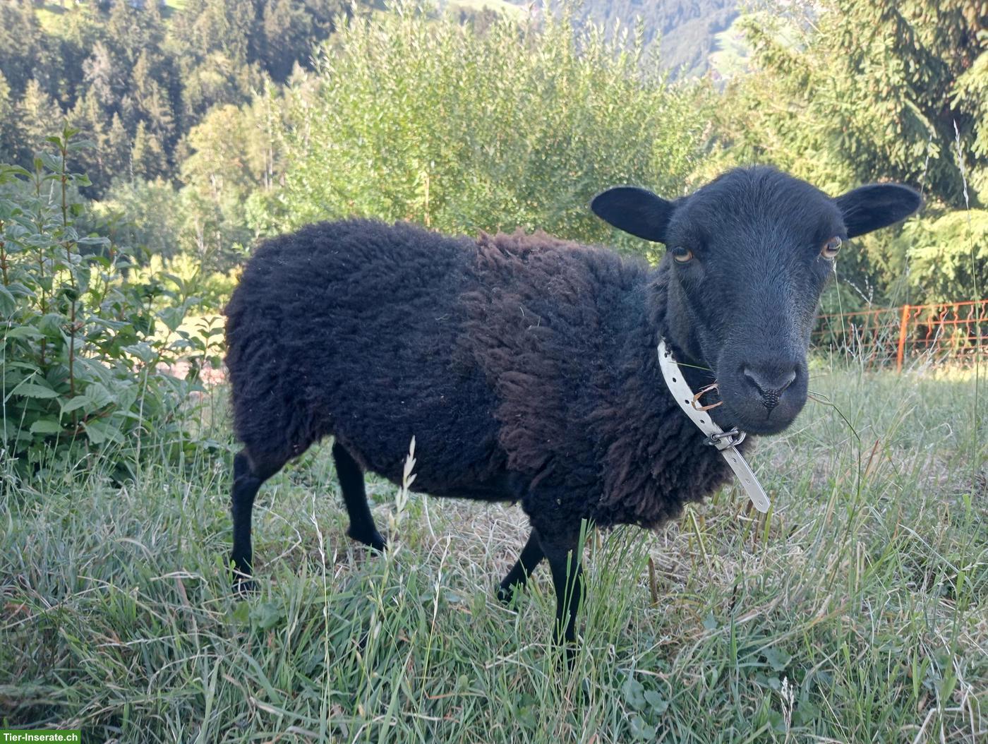 Bild 2: Ouessant Aue mit Auen-Lamm zu verkaufen