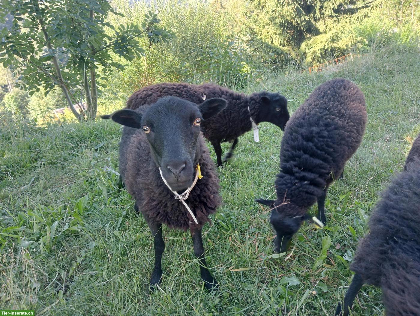 Bild 3: Ouessant Aue mit Auen-Lamm zu verkaufen