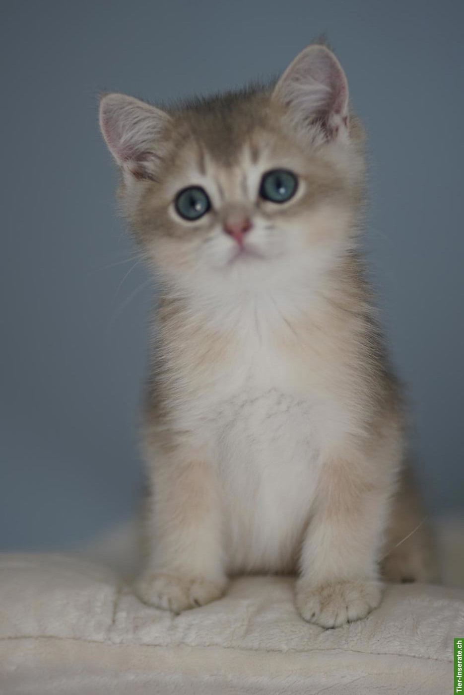 Junge BRI Kitten, männlich mit Stammbaum