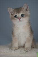 Junge BRI Kitten, männlich mit Stammbaum