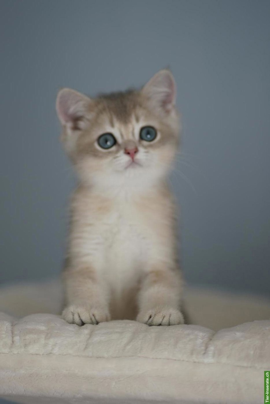 Bild 3: Junge BRI Kitten, männlich mit Stammbaum