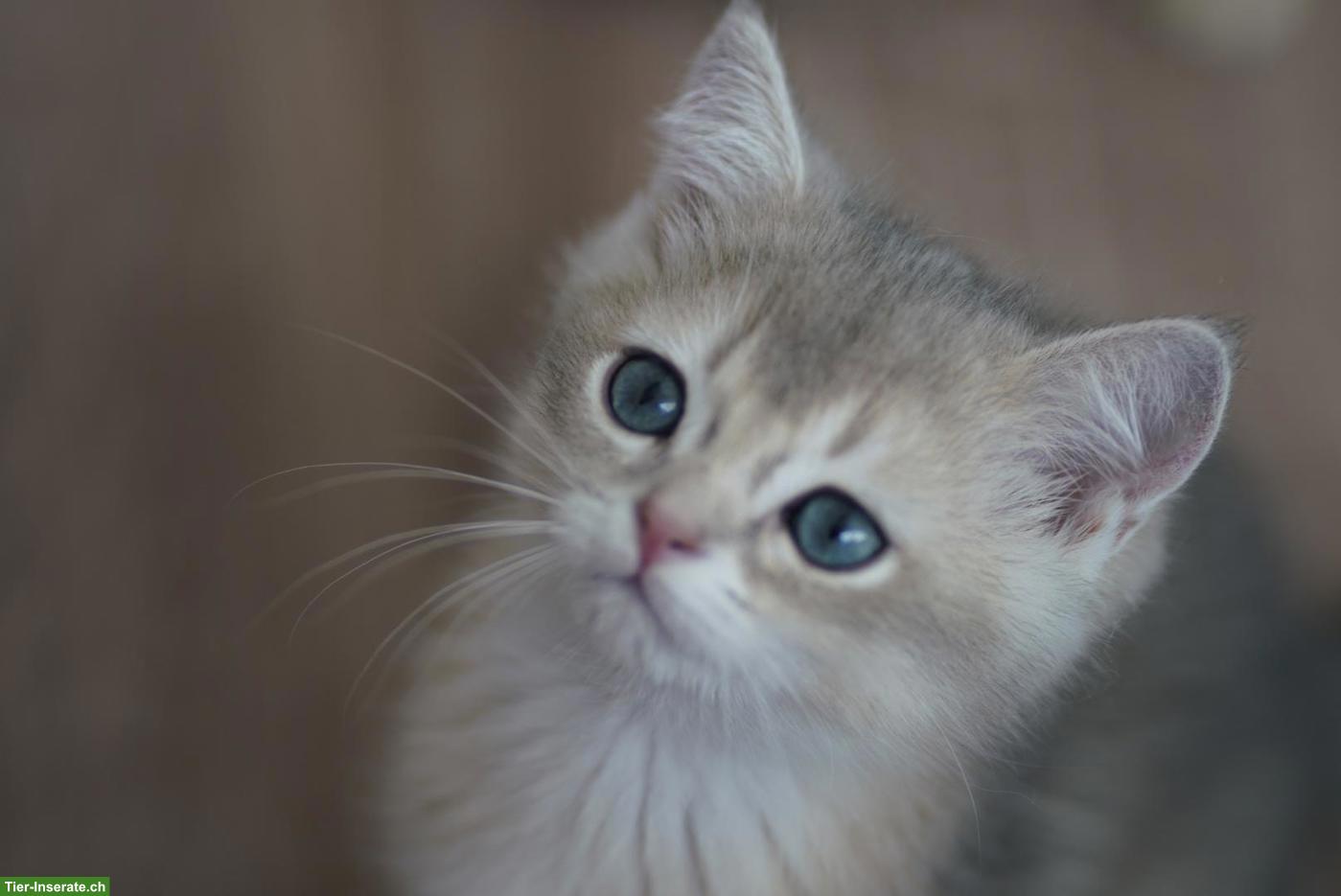 Bild 4: Junge BRI Kitten, männlich mit Stammbaum