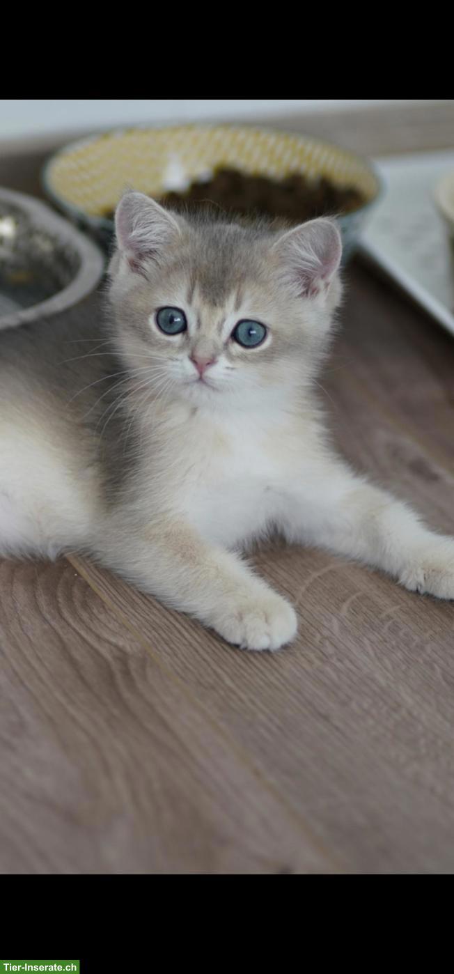 Bild 5: Junge BRI Kitten, männlich mit Stammbaum