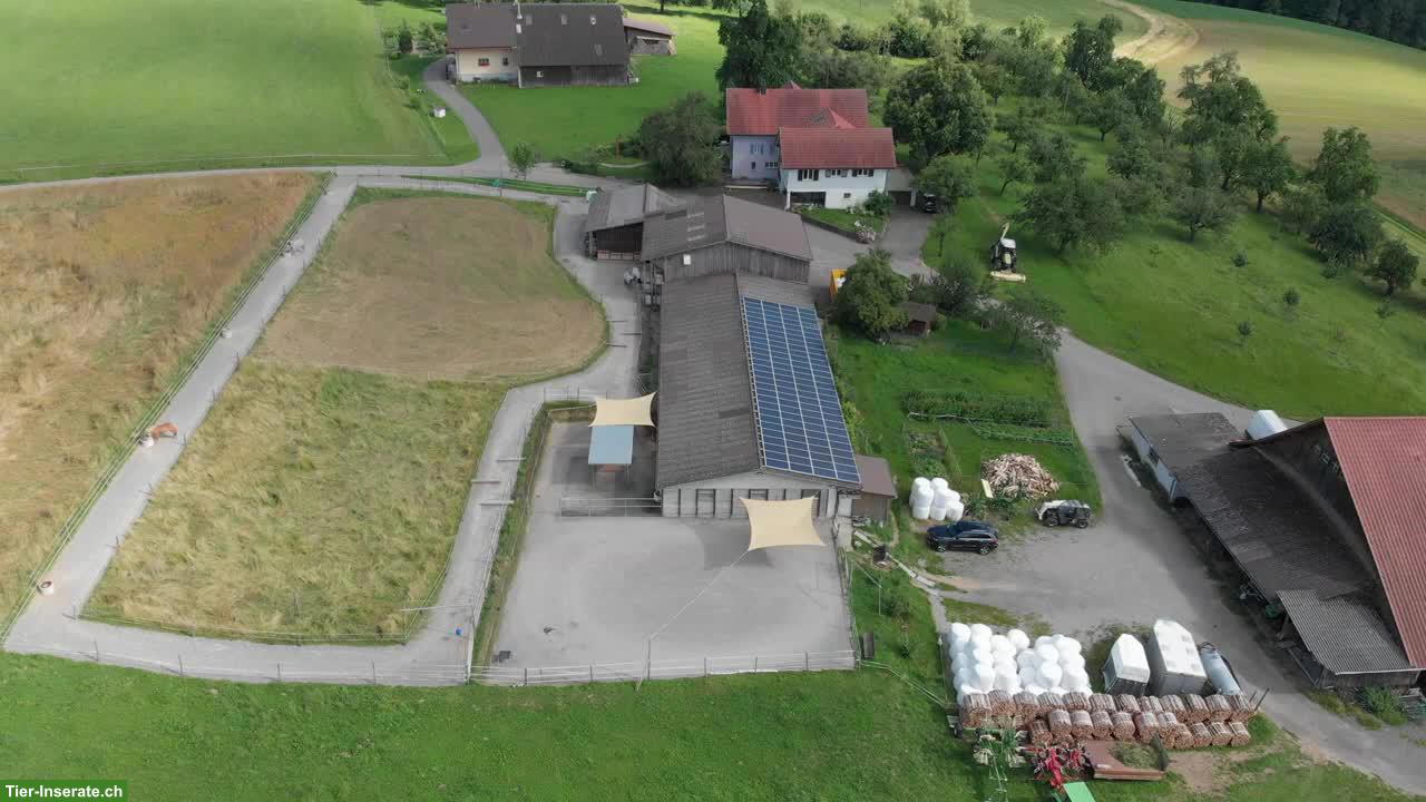 Pensionsplatz frei für Islandpferd im Luzerner Seetal