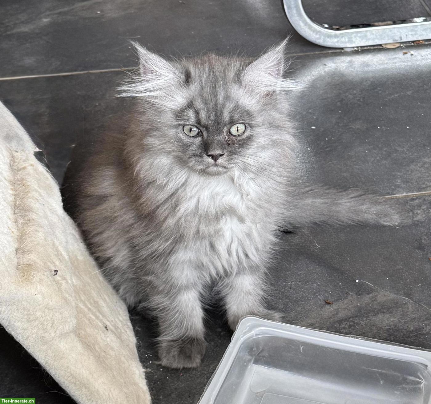 Schöne reinrassige Perser Kitten mit Nase