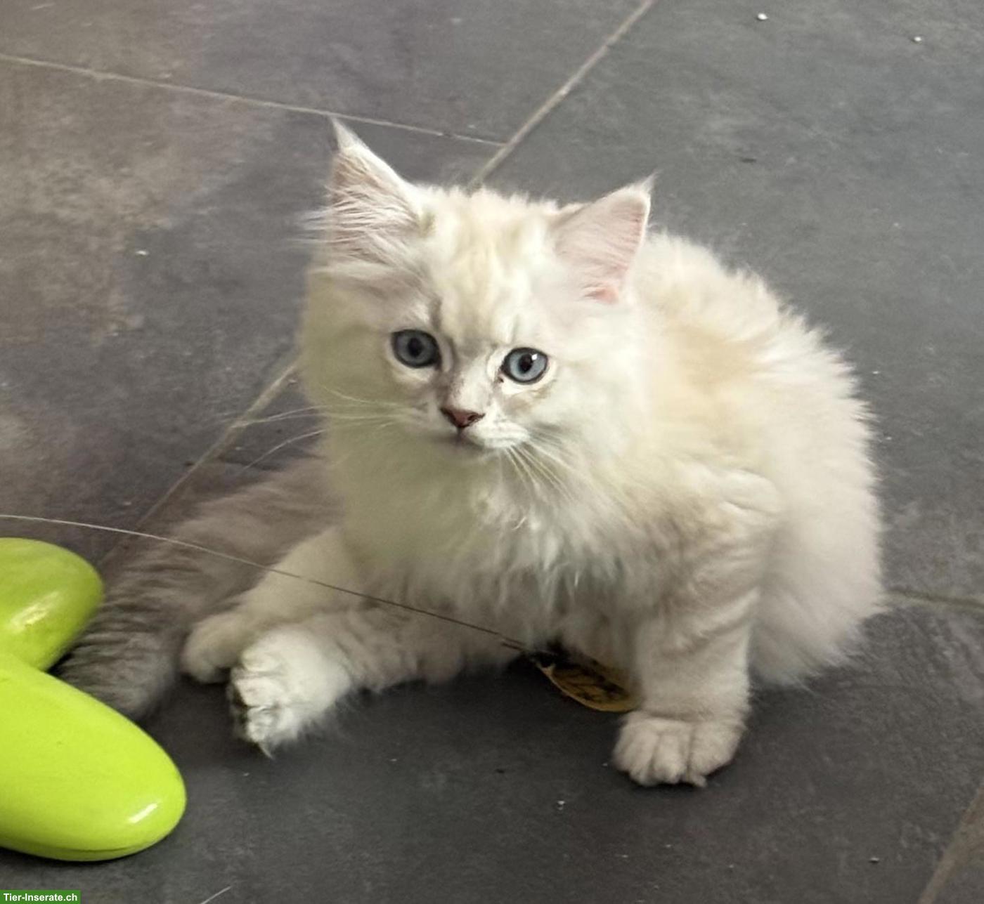 Bild 2: Schöne reinrassige Perser Kitten mit Nase
