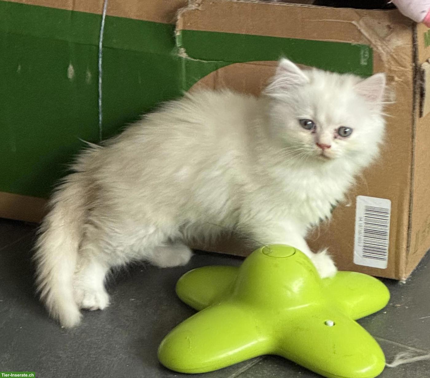 Bild 3: Schöne reinrassige Perser Kitten mit Nase