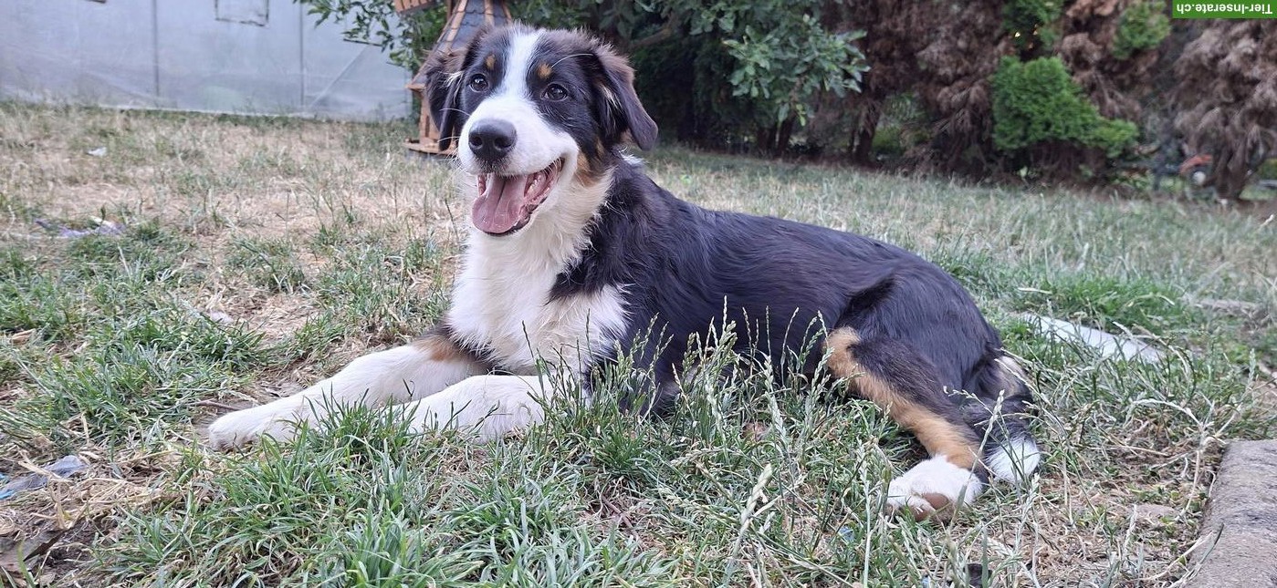 Australian Shepherd Welpen mit Stammbaum