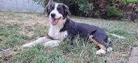 Australian Shepherd Welpen mit Stammbaum