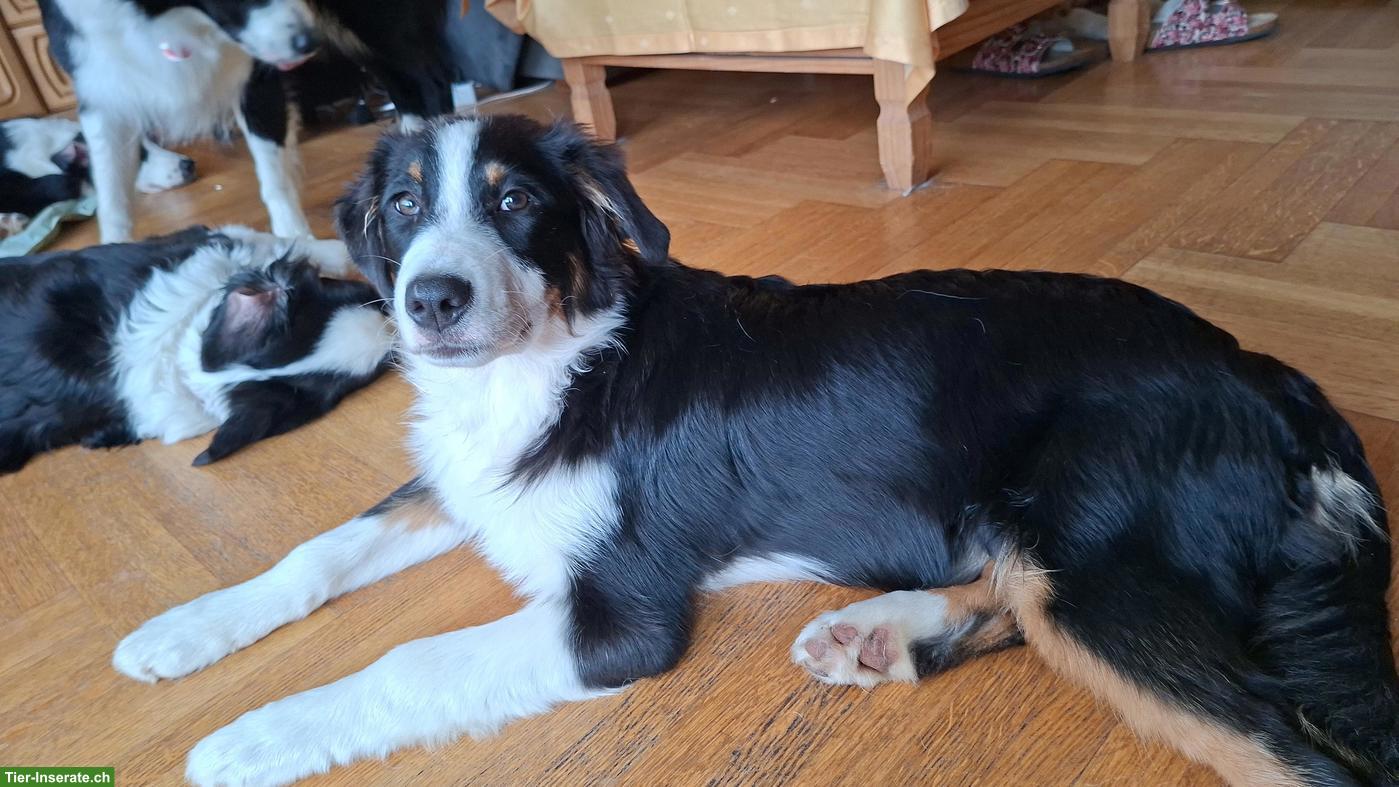 Bild 2: Australian Shepherd Welpen mit Stammbaum