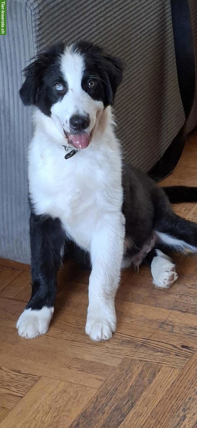 Bild 3: Australian Shepherd Welpen mit Stammbaum