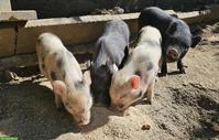 Junge Minipigs suchen neues Zuhause