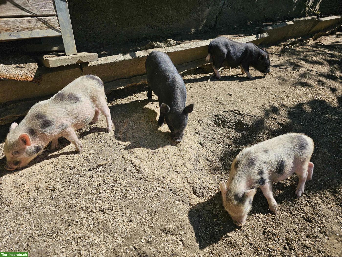 Bild 2: Junge Minipigs suchen neues Zuhause