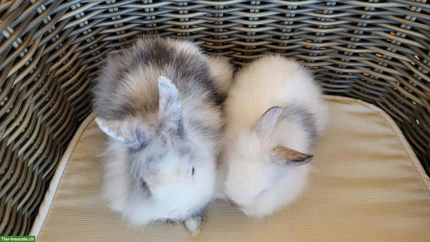 Bild 3: Junges süsses Zwerghäsli-Päärchen (Teddy x Farbenzwerg)