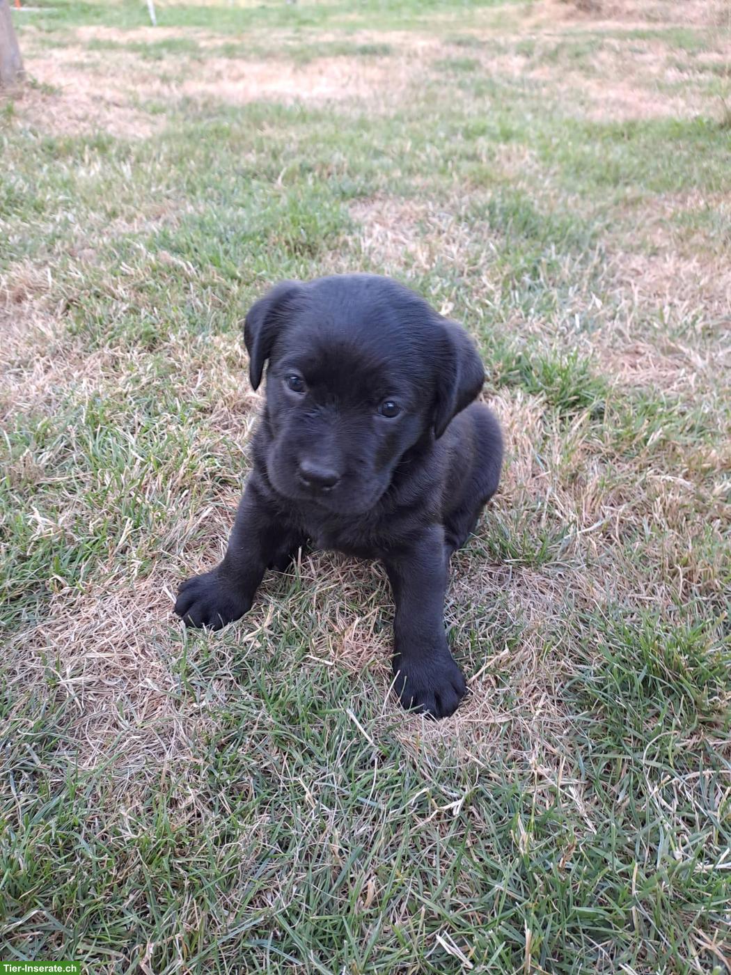 Reinrassige Labrador Welpen